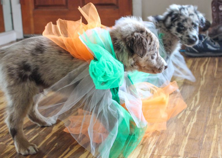 Got hard, slippery floors? How to help your dog stop slipping! All